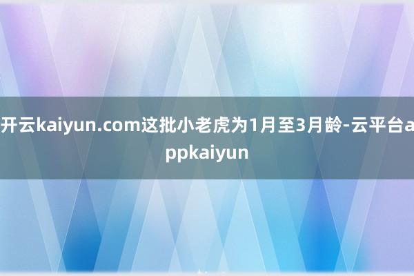 开云kaiyun.com这批小老虎为1月至3月龄-云平台appkaiyun